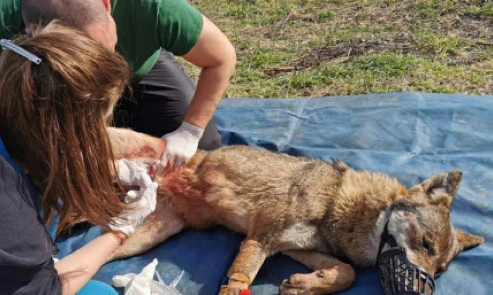 Λύκος κρεμάστηκε από μάντρα σπιτιού - Τον διέσωσε ο «Αρκτούρος»